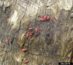 Oh, look. They've multiplied. Lovely.