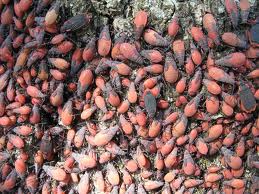 Holy crap, run for your lives!