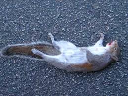 Not the actual squirrel.